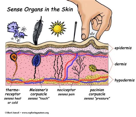 skindentation|tactile perception of skin.